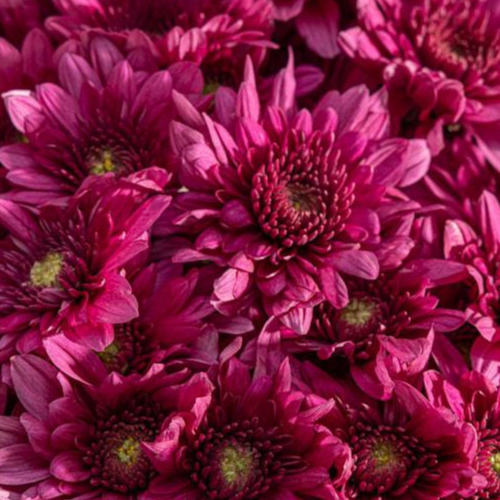 باقة أقحوان بنفسجي ساطعة